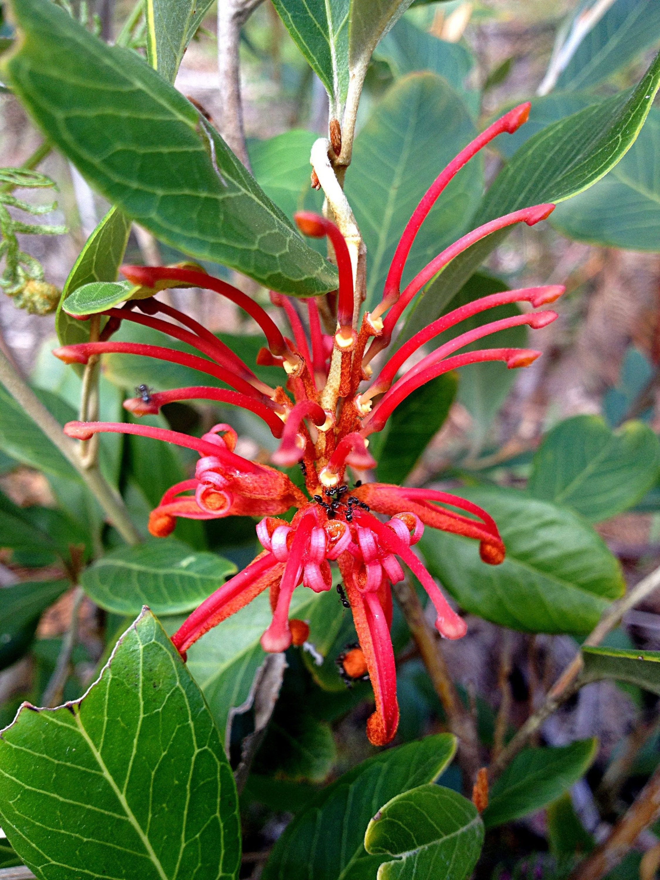 Grevillea victoriae Murray Valley Queen 1 planta viva Raíz Etsy