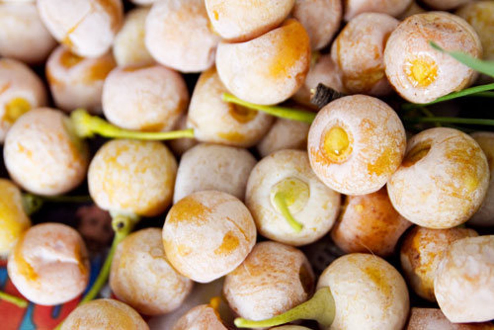 Гинкго еда. Орехи гинкго билоба. орехи гинкго. ginkgo nuts перевод.