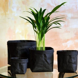 Könnte beinhalten: Vier schwarze Papier-Töpfe, einer davon mit einer grünen Zimmerpflanze, stehen auf einer Glastischplatte.