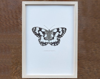 Stunning illustrated Marbled White monochrome butterfly print