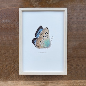 Splendida stampa illustrata di una grande farfalla blu