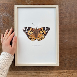 Splendida stampa illustrata della farfalla Vanessa del cardo
