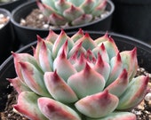 Echeveria Tippy Pink Tips Echeveria Colorata Rosette Succulent Succulent planter Diy Terrarium