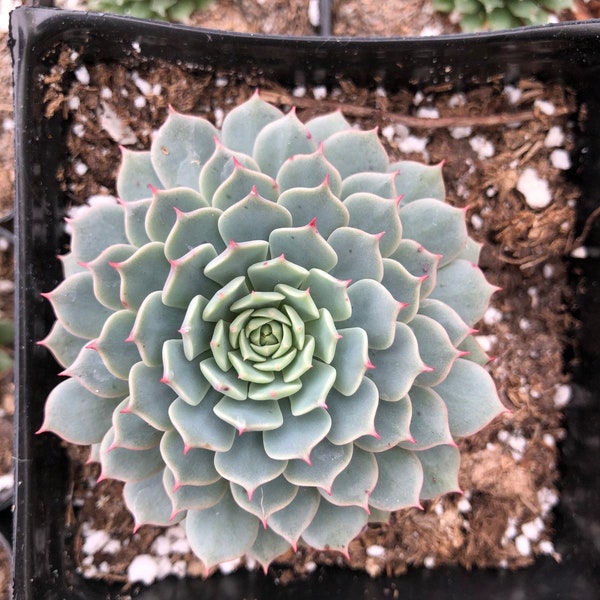 Echeveria Minima Hybrid / Echeveria Chihuahuaensis Hybrid / Echeveria Pink Tips /