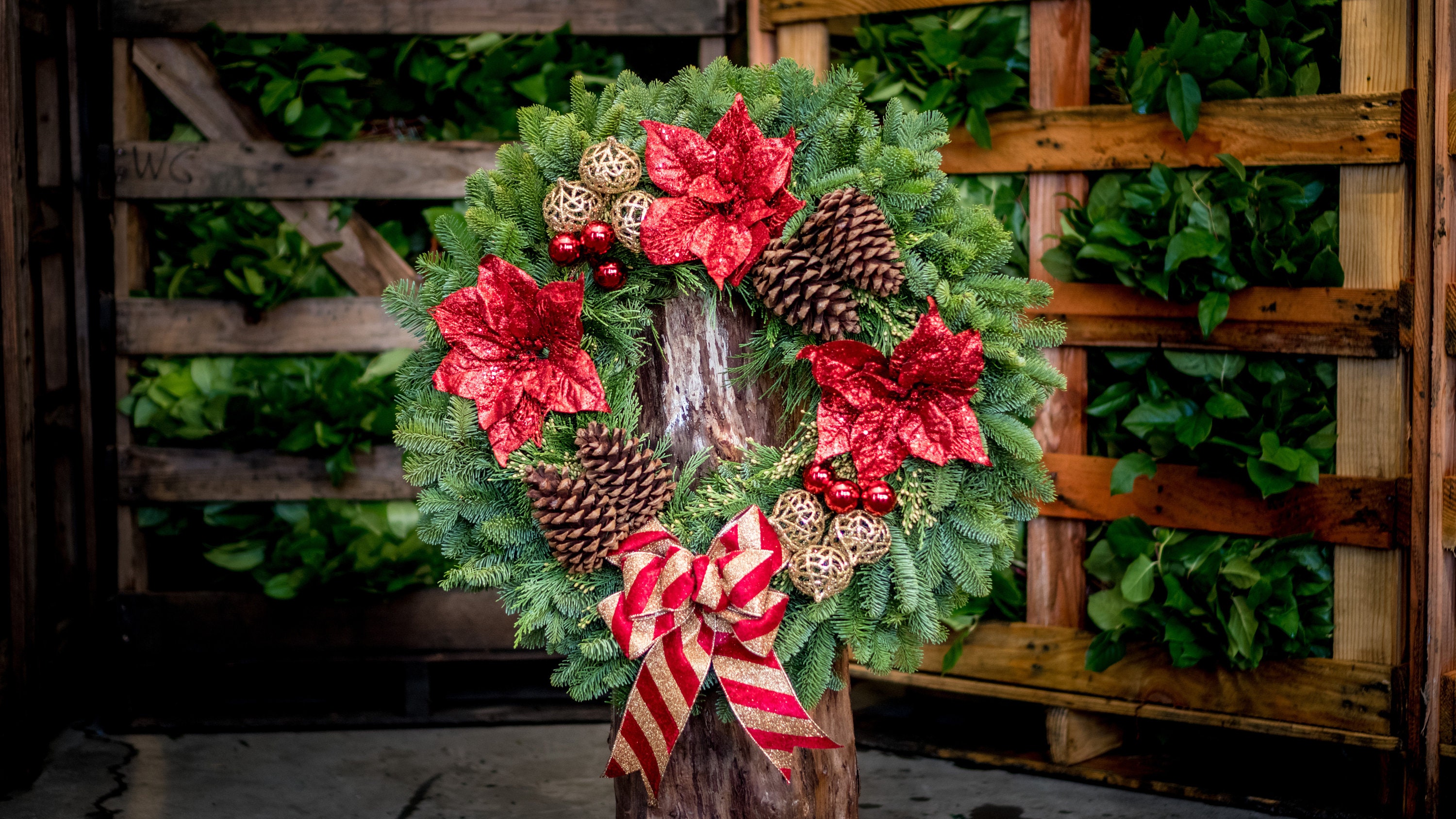 26 Noche Buena. | Etsy