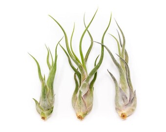 Tillandsia Caput Medusae Air Plants, Air plants, 3 Pack Tillandsia Caput Medusae set, Medusae Air plant