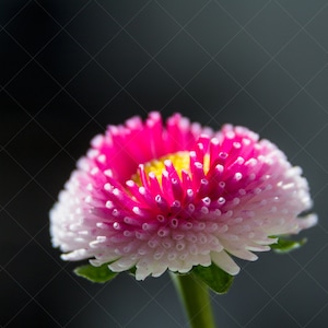 Flor da primavera prestes a abrir - 4 tamanhos de imagem padrão - download digital