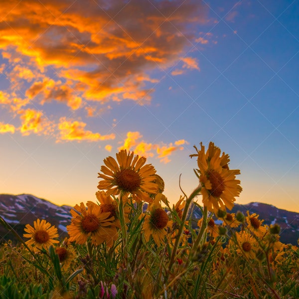 Alpine Wildflowers at Sunset - Limited Edition Digital Download - Colorado Rocky Mountains - Landscape Photography - Wildflowers