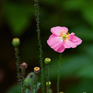 Blooming Icelandic Poppy - Digital Download