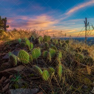 Sunrise Colors con un cactus pera pungente - Boulder, CO - 4 dimensioni di immagine standard - Download digitale