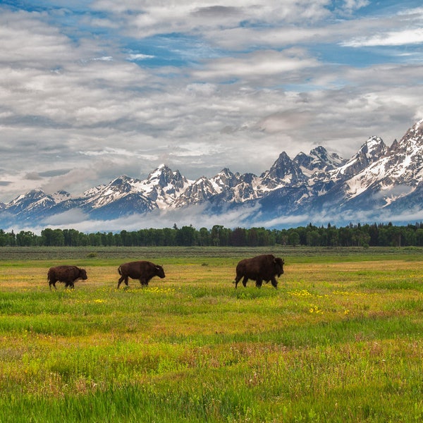 Bison Running in Grand Teton National Park - 4 Standard Image Sizes - Digital Download