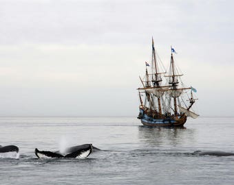 Humpback Whales In Front of a Ship