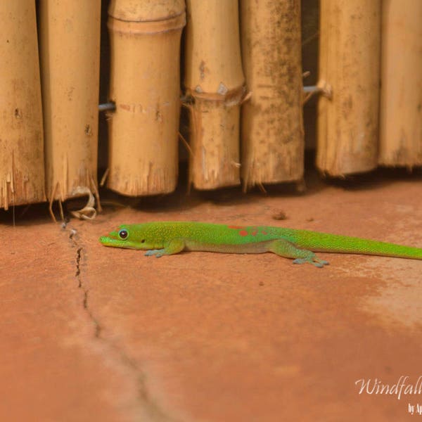 Madagascar Day Gecko