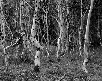 Quaking Aspens in Winter