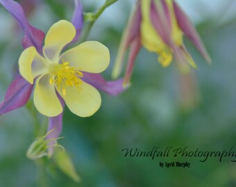 Columbines in Full Bloom