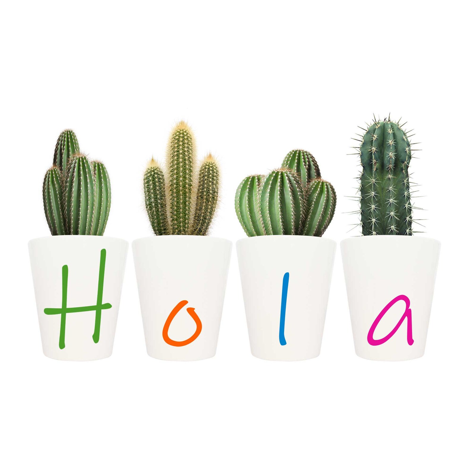 Hola Gift Plant Pot Set Succulent Pots Cactus Pots Novelty Etsy