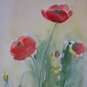 Mohnblumen