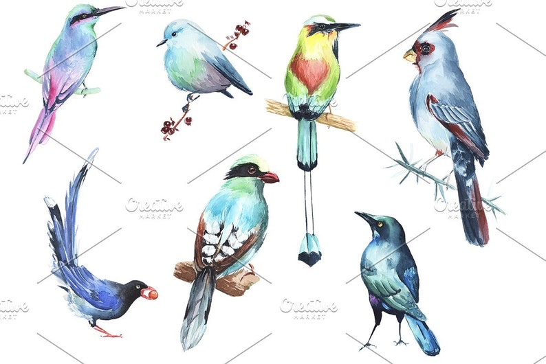 Download Watercolor Clipart Birds. Hand painted illustrations. | Etsy