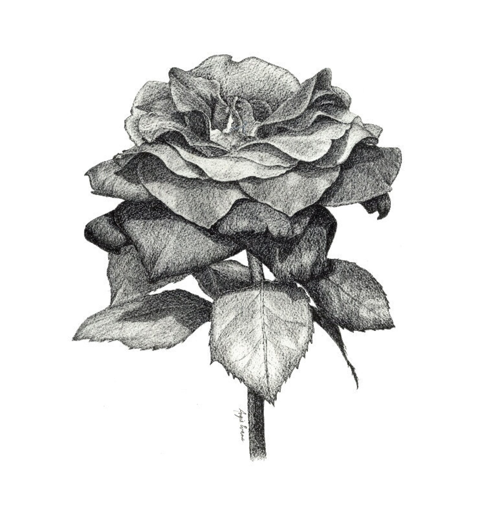 Black Rose Gothic Rose Rose Flower Ink Drawing Original | Etsy