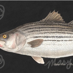 striped bass-rockfish