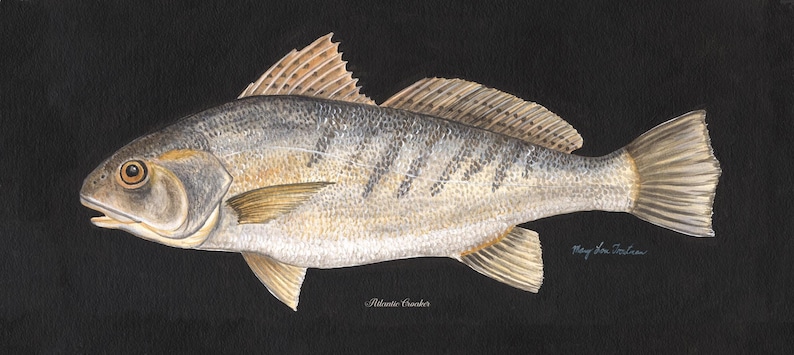 Atlantic Croaker - Etsy