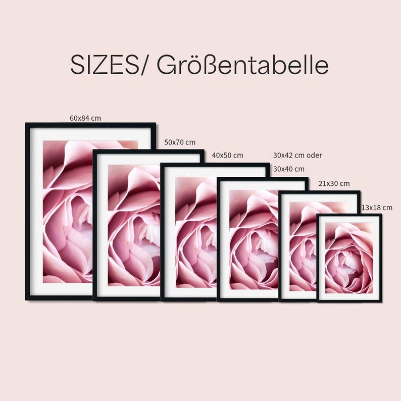May include: A comparison of different sizes of framed prints featuring a close-up of a pink rose. The sizes are 60x84 cm, 50x70 cm, 40x50 cm, 30x42 cm or 30x40 cm, 21x30 cm, and 13x18 cm.