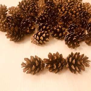 Pine Decor,Real Pine cone, Set of 10 Pine cones,Pine cone,Decor,Brown Pine cone,Wooden Pine cone,Forest bounty,Floristry details,Table decor