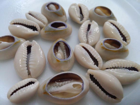 Kauri coquillages Mixte Tailles ouverte 15mm-20mm 50 x Kauri-coquillages