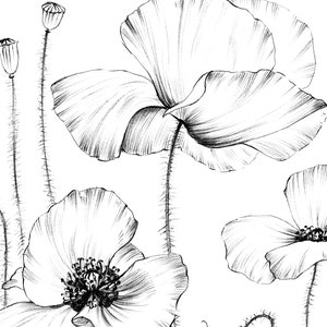 Poppy Sketch, coloring page, wild flower, clipart, Botanical Print, large, a1 line drawing, scrapbook, poster, papercraft, black white image 3