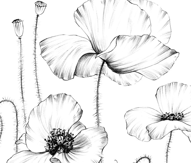 Poppy Sketch, coloring page, wild flower, clipart, Botanical Print, large, a1 line drawing, scrapbook, poster, papercraft, black white image 3