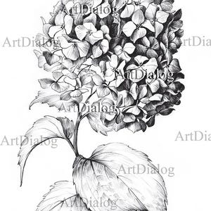 May include: A black and white pencil drawing of a hydrangea flower with leaves. The flower is in bloom and has many small petals. The leaves are large and have a veined texture.