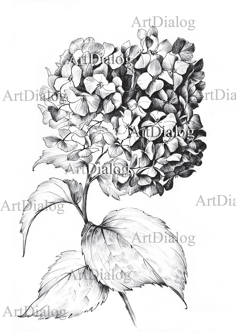 May include: A black and white pencil drawing of a hydrangea flower with leaves. The flower is in bloom and has many small petals. The leaves are large and have a veined texture.