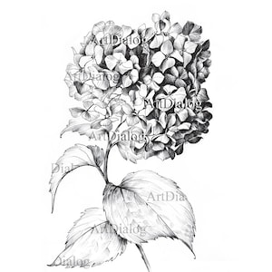 May include: A black and white pencil drawing of a hydrangea flower with leaves. The flower is in bloom and has many small petals.