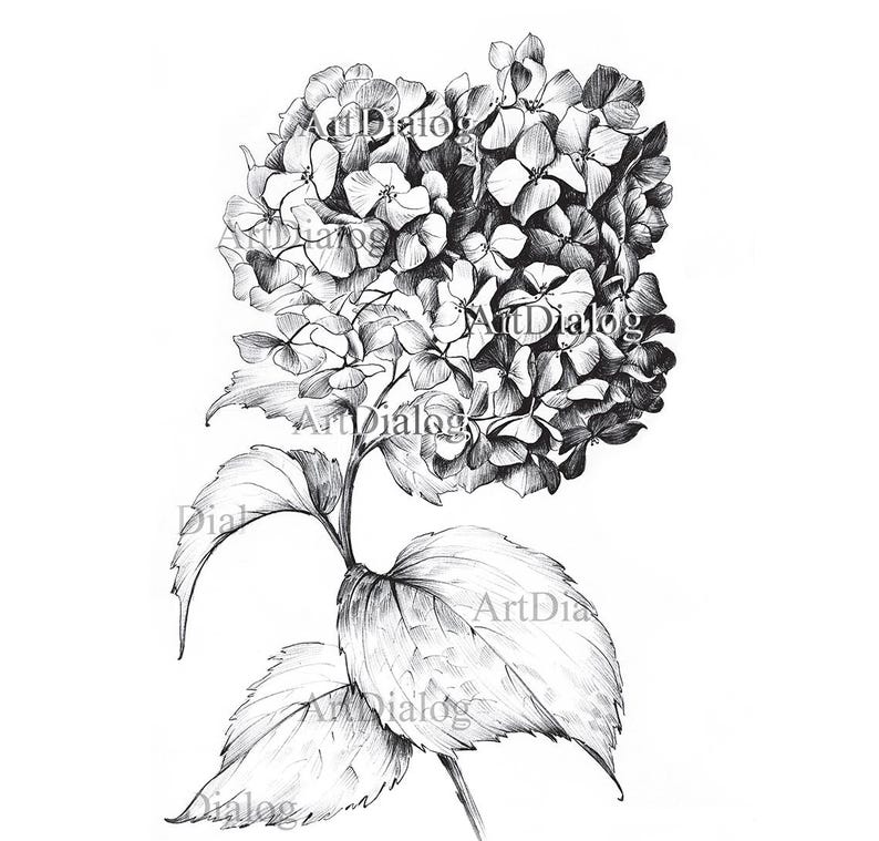 May include: A black and white pencil drawing of a hydrangea flower with leaves. The flower is in bloom and has many small petals.