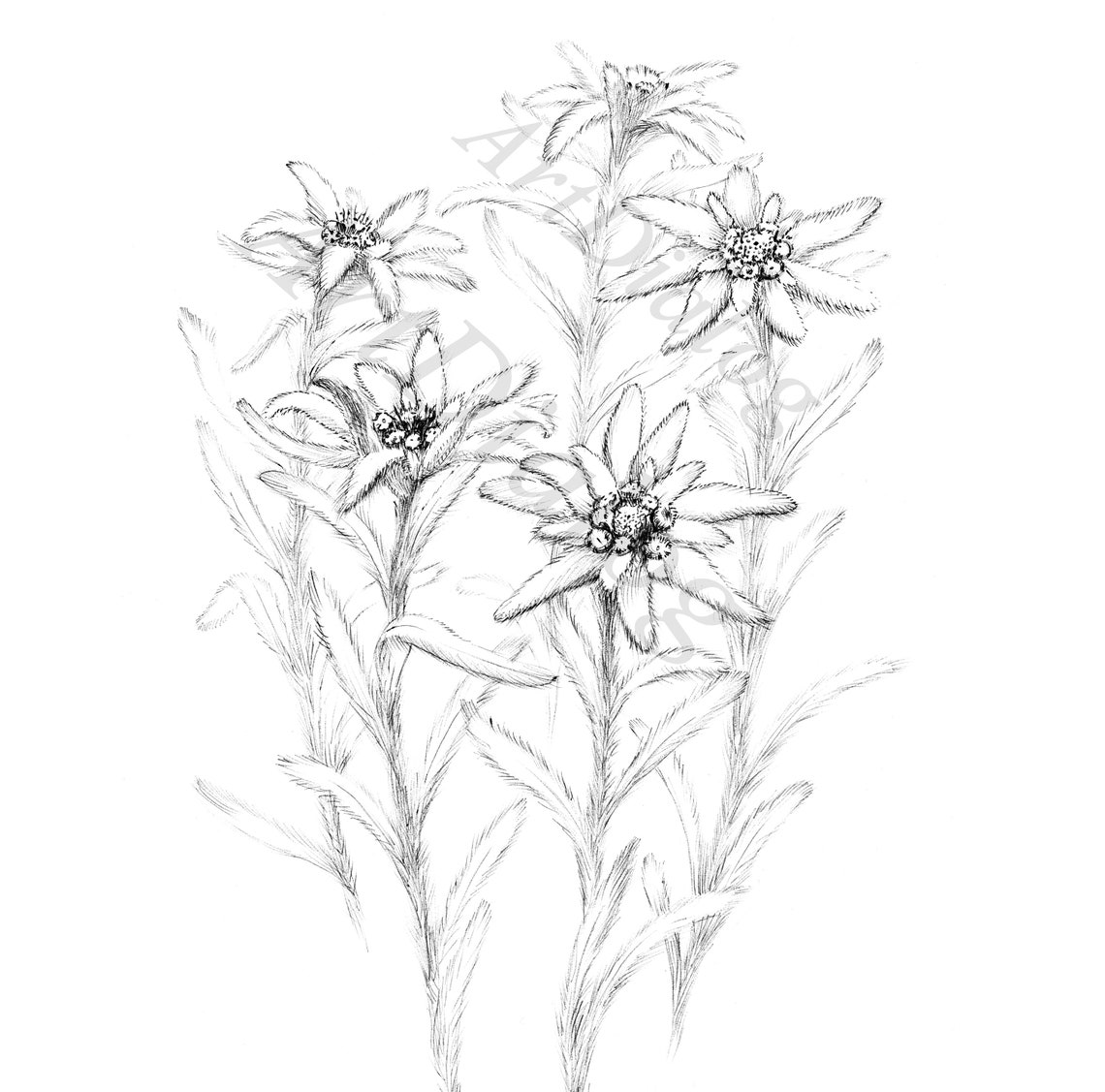 Edelweiss Sketch Botanical Print Digital File JPEG Hygge Etsy