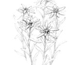 Edelweiss Sketch, botanical print, digital file, JPEG, Hygge Art print, a1, large line drawing, black white, Scandinavian wall decor,