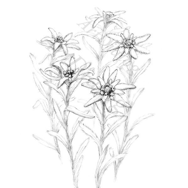 Edelweiss Sketch, impression botanique, fichier numérique, JPEG, hygge Art print, a1, dessin au grand trait, noir blanc, décor mural scandinave,