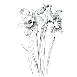 Narcissus Sketch, daffodil, line drawing, December birth flower, large print, coloring page, Botanical Prints, a1 floral, Hygge, black white image 2