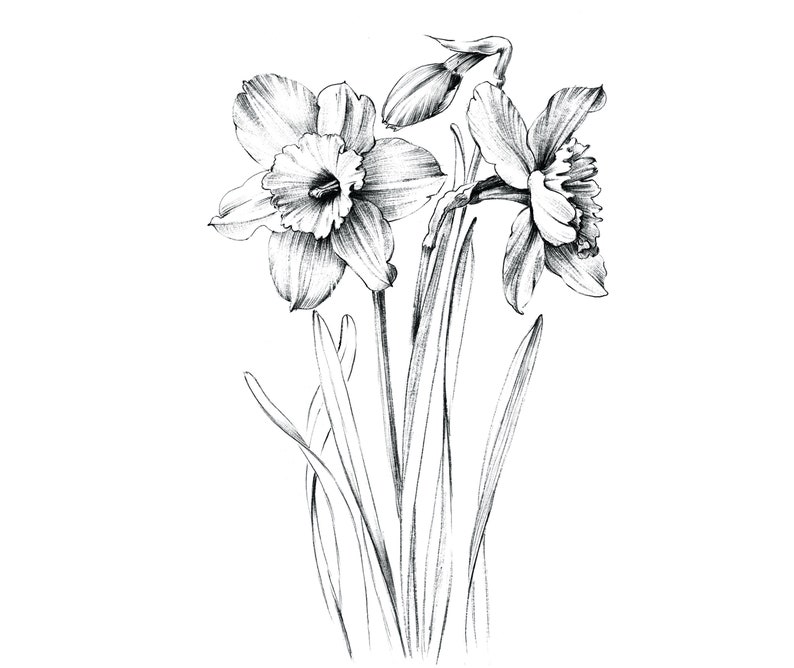 Narcissus Sketch, daffodil, line drawing, December birth flower, large print, coloring page, Botanical Prints, a1 floral, Hygge, black white image 2