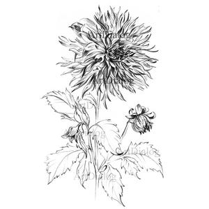 Dahlie Skizze, Botanik Print, Garten Blume Kunstwerk, Handgezeichnetes Clipart, A4 Zeichnung, Botanische Kunstdrucke, Printgeschenk, schwarz weiß
