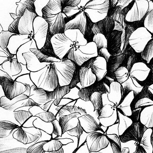 May include: Black and white pencil drawing of a cluster of hydrangea flowers. The flowers are drawn in detail, with visible veins and petals.