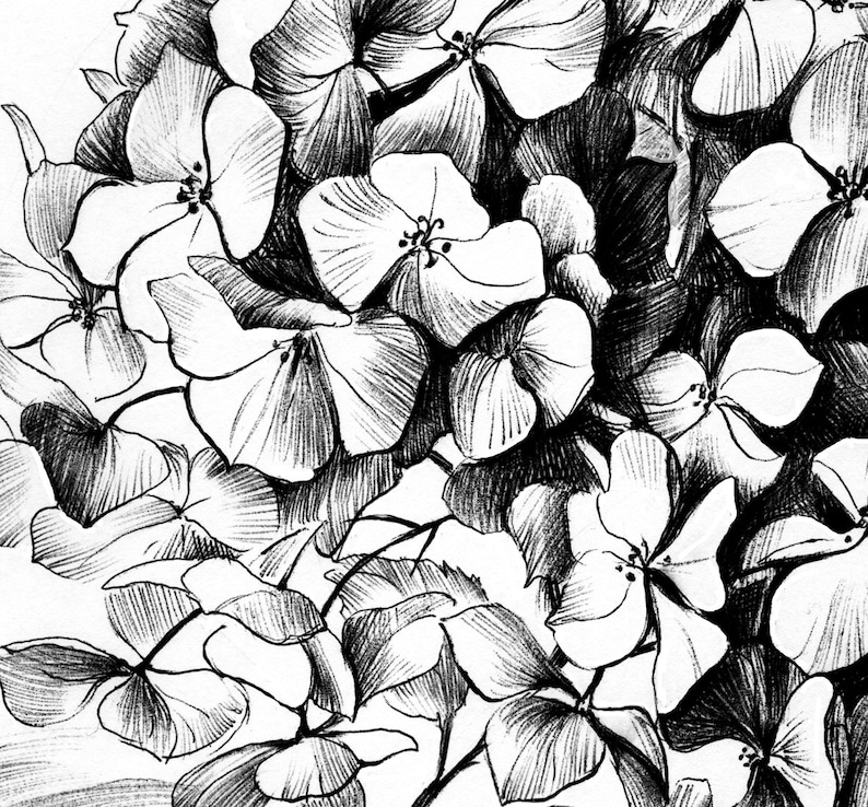 May include: Black and white pencil drawing of a cluster of hydrangea flowers. The flowers are drawn in detail, with visible veins and petals.