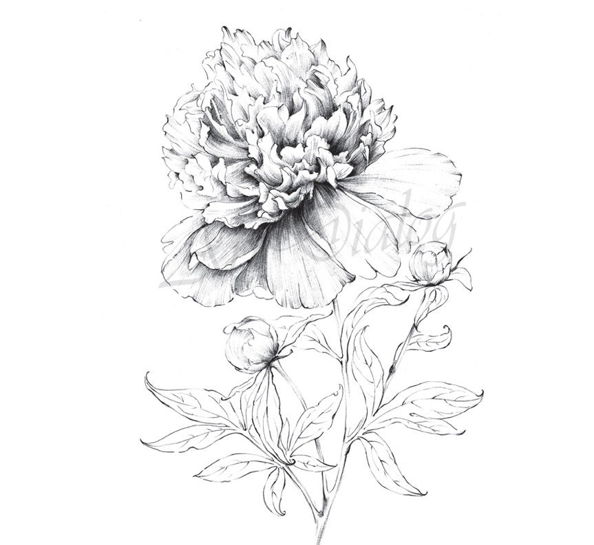 peony print indiana flower clipart line drawing large art etsy