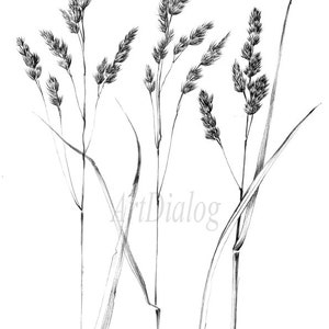 Set 4, spikelet sketch, Botanical Art Print, Hygge, digital stamp, clipart, one line drawing, grass artwork, wild herb, black white, plant image 4