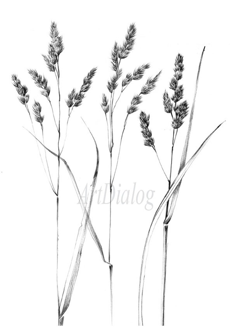 Set 4, spikelet sketch, Botanical Art Print, Hygge, digital stamp, clipart, one line drawing, grass artwork, wild herb, black white, plant image 4
