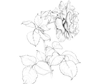 Rose Sketch, Botanical Print, June birth flower, JPEG, black white grey, New York flower, line drawing, large, a1, floral artwork, tatoo