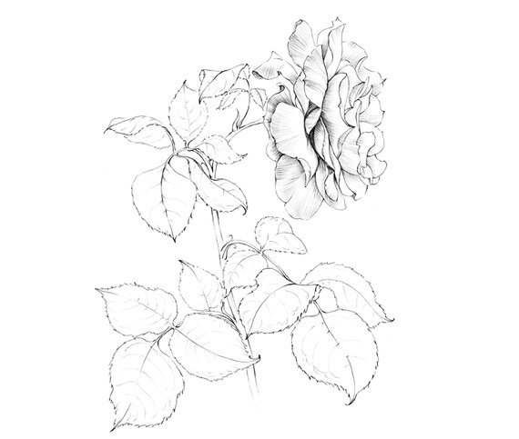 Rose Sketch Botanical Print Clipart Hygge Jpeg Black White Grey Art New York Flower Line Drawing Large A1 Floral Lover Artwork