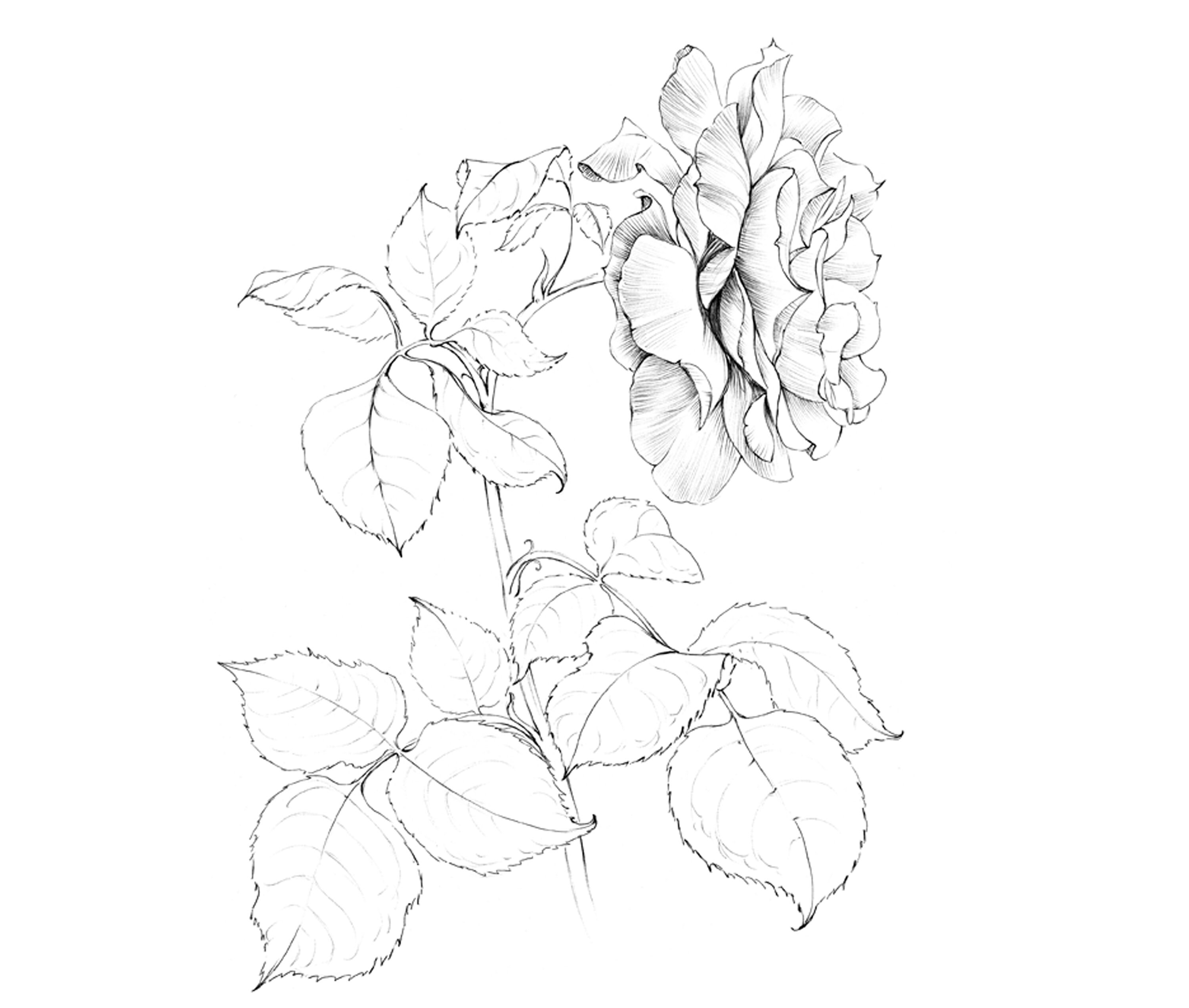 Rose Sketch Botanical Print June birth flower JPEG black Etsy