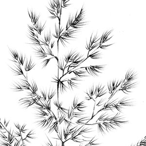 Set 4, spikelet sketch, Botanical Art Print, Hygge, digital stamp, clipart, one line drawing, grass artwork, wild herb, black white, plant image 8
