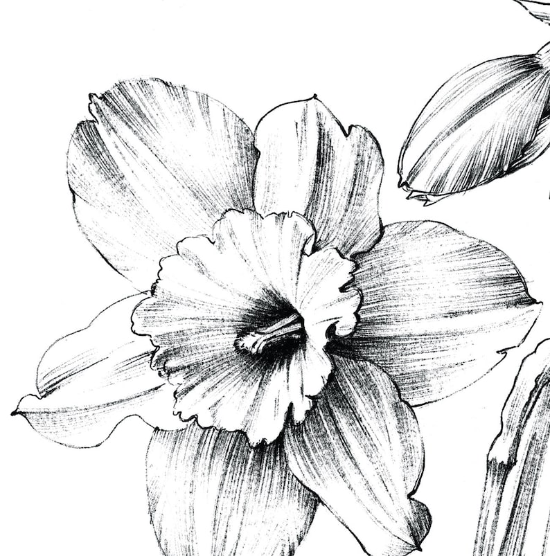 Narcissus Sketch, daffodil, line drawing, December birth flower, large print, coloring page, Botanical Prints, a1 floral, Hygge, black white image 3